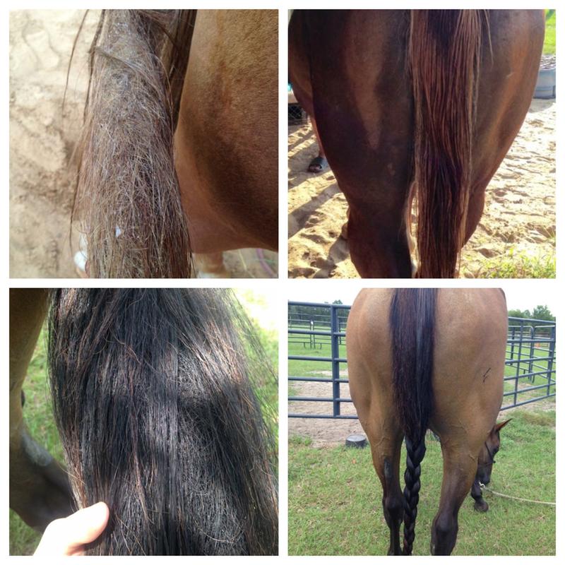Before and after with the help of the tangle wrangler brush!