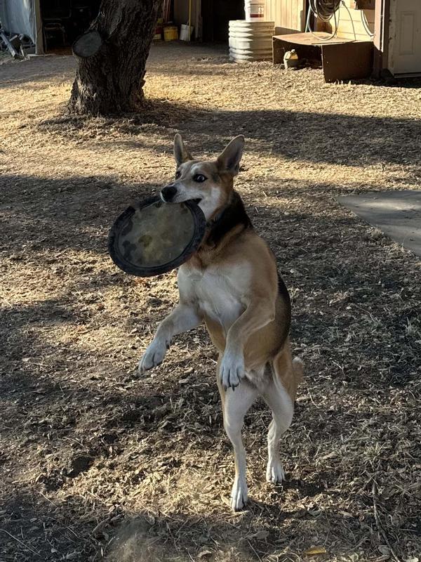 Toffee is obsessed with her Tractor Supply flying discs!