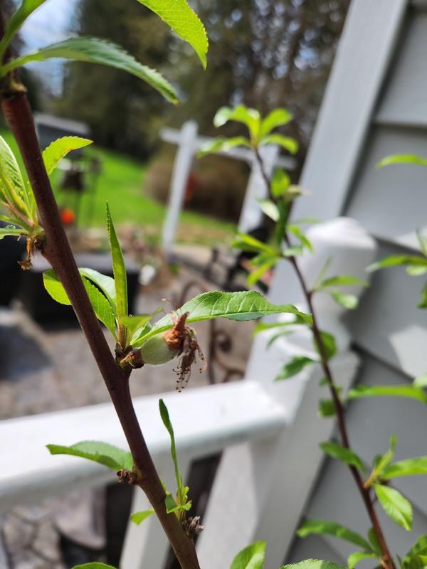 Tiny peach forming