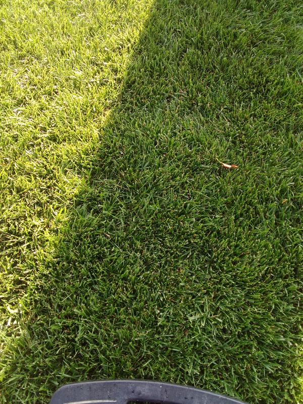 Stop begging your lawn