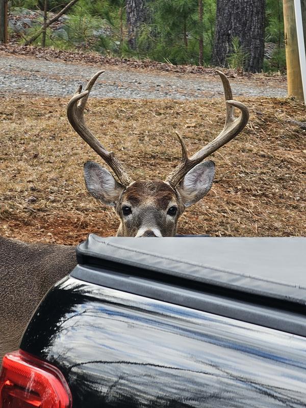 Within 1/2 hour of putting this block out - deer found it!