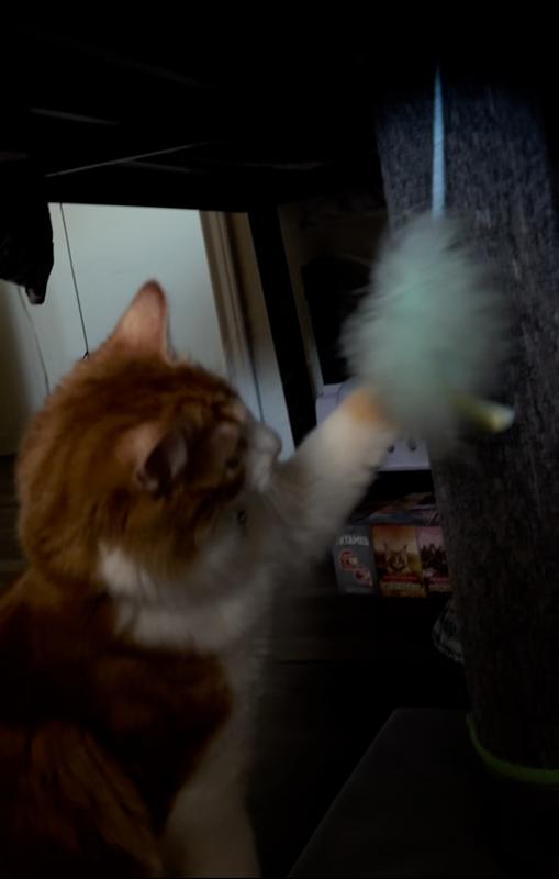 Cosmo having fun.