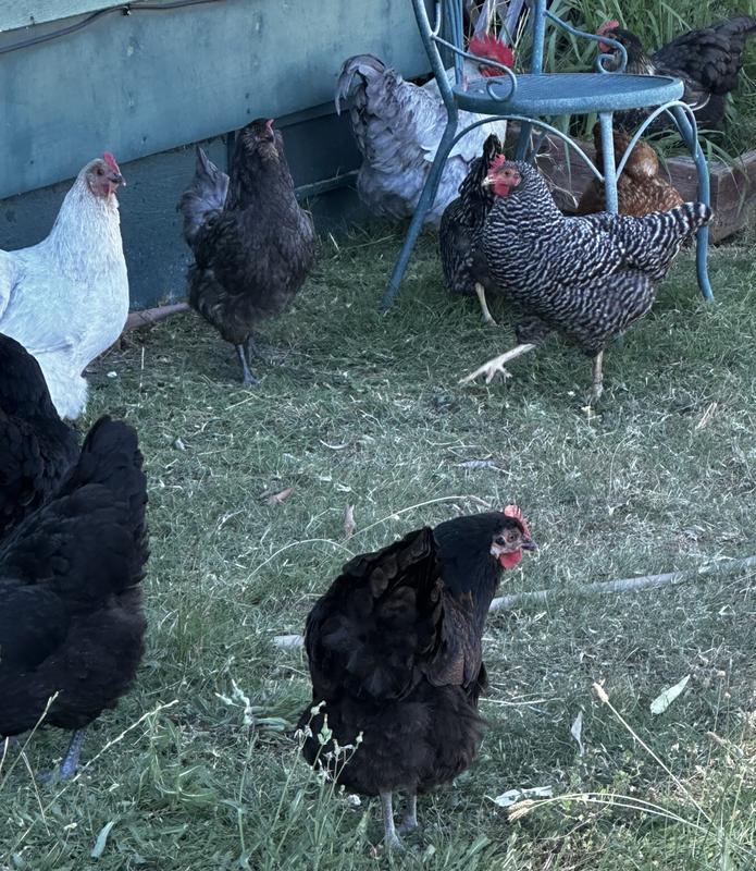 My new chicken coop and babies!