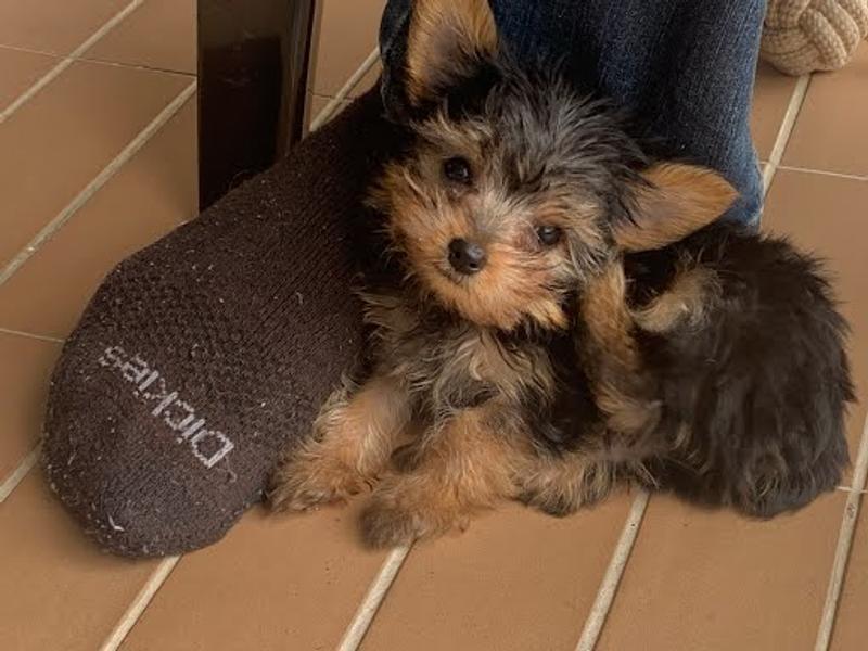 When Harley was too little to eat this but he couldn't wait to get bigger to eat real dog food.
