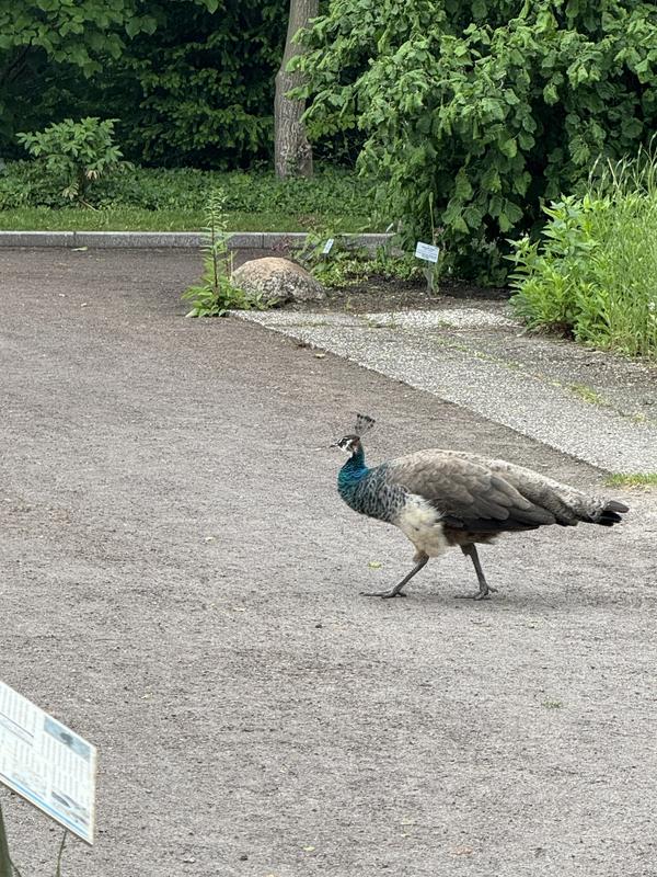 Peacocks in Oldenburg, Germany