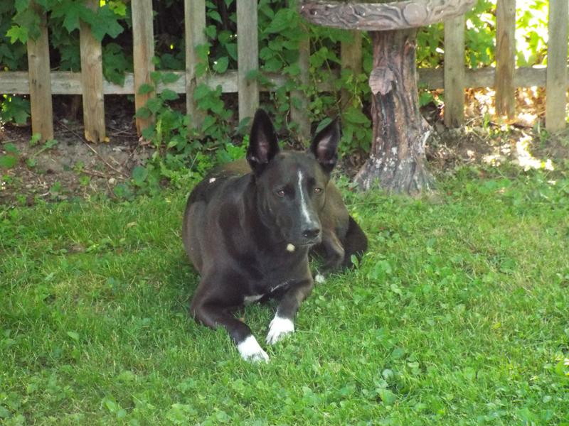 I have four dogs and this food with Raw