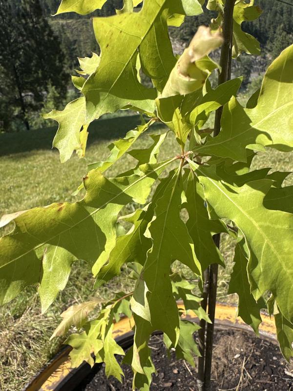 Pin oak dry leaf