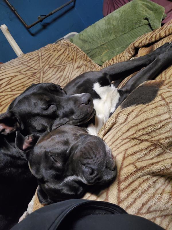 These are spoiled fur-babies, all of them.