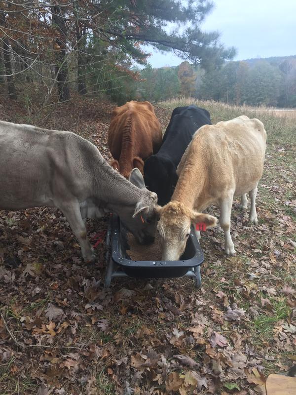 Fits 4 cows perfectly