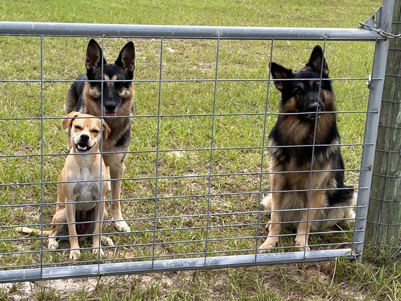 Luca, Bella, Lucy rescue
