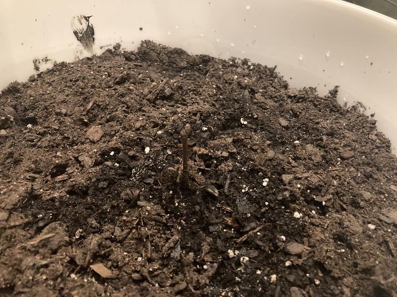 Bad raspberry root stock, unless it takes longer than two weeks at 72 degrees and mild grow light?