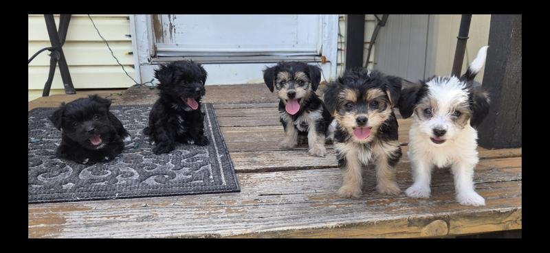 THE 5 NEW PUPPIES