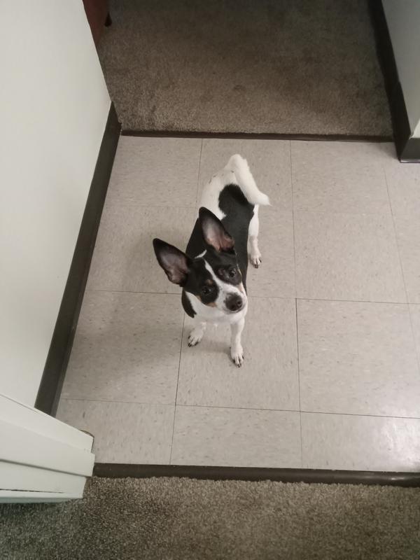 A dogs personal potty area