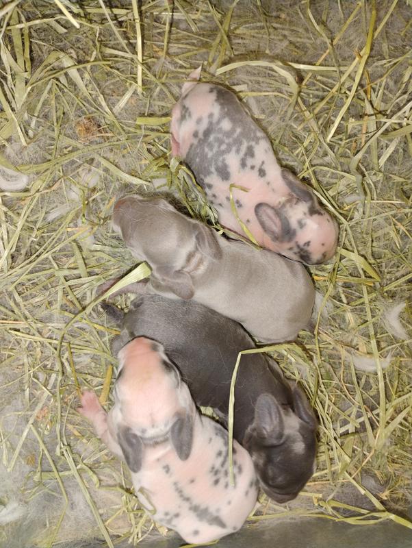 Some of our many fat and healthy kits that are raised with Gro.