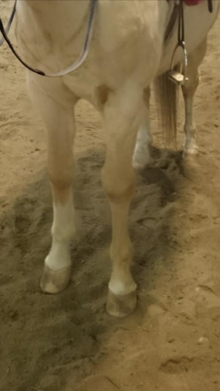 His feet now in 2016,no rings at all!! Except the dirt, this was tooken after I got him from his pen and worked him.