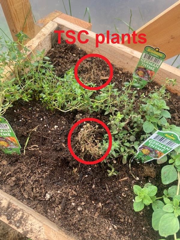TSC plants vs. my other thyme plants