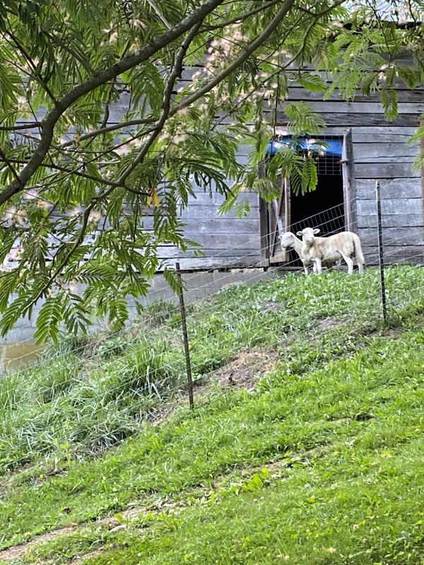 The sheep enjoy their new fenced in area