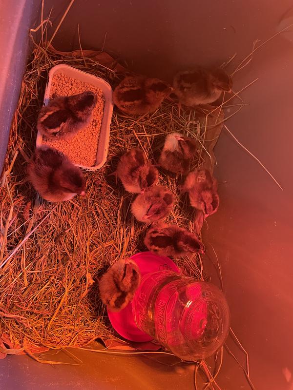 Day 3