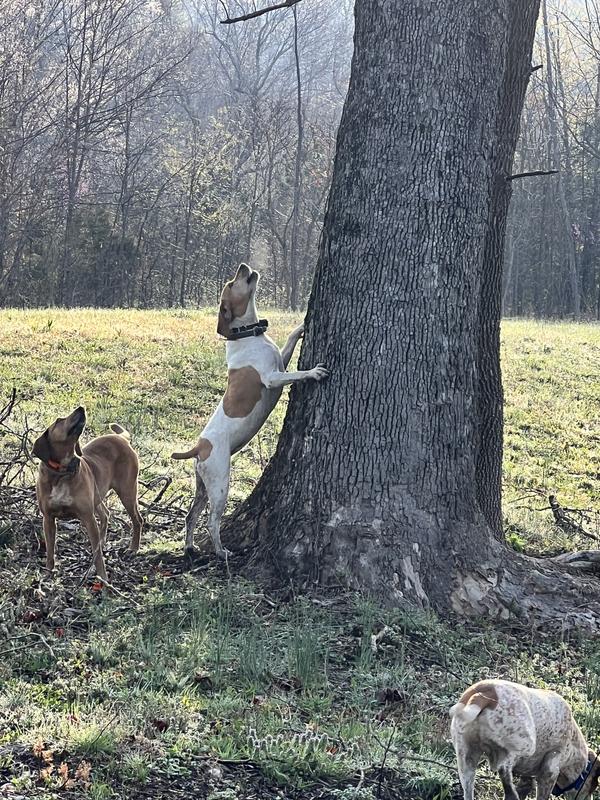 Happy hounds