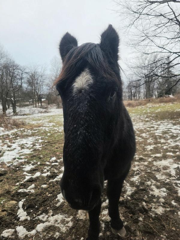 Keeps weight on during winter months
