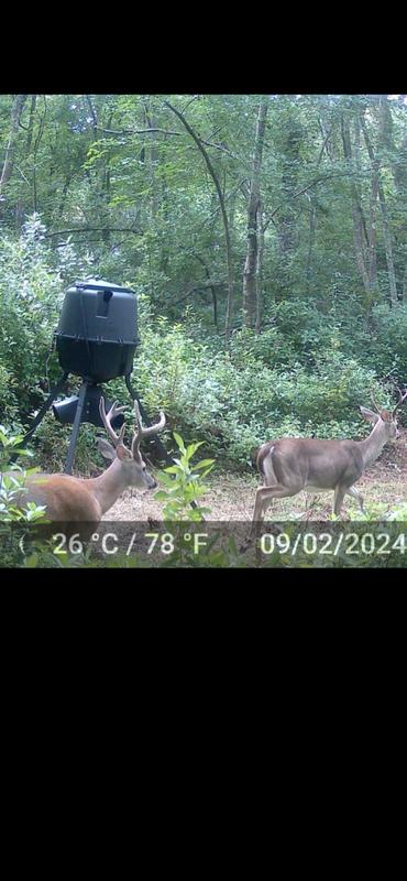 These two bucks keep coming back for last two years