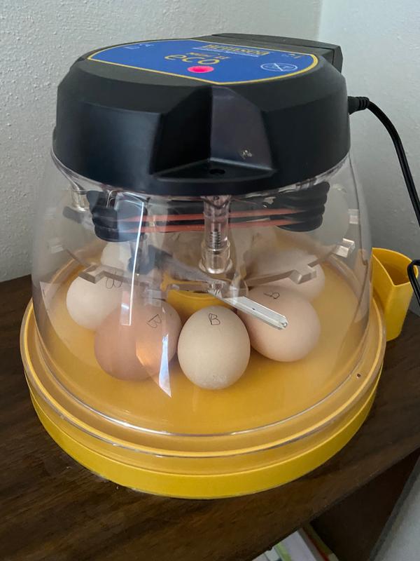Plug in, add water, turn on, add eggs. Easy.
