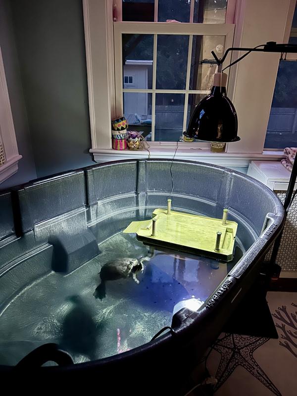 Still a lot of “Fleshing Out” to do with our new Turtle Tank/Tub