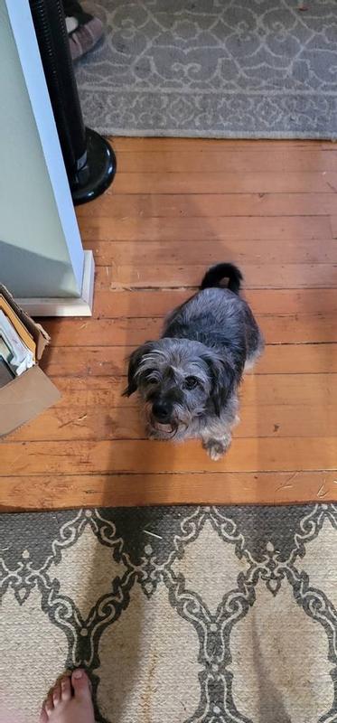 Scruffy 15 & Cinder 13