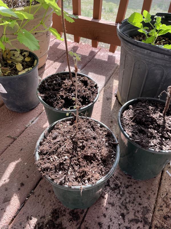 The dead looking plants in the picture.