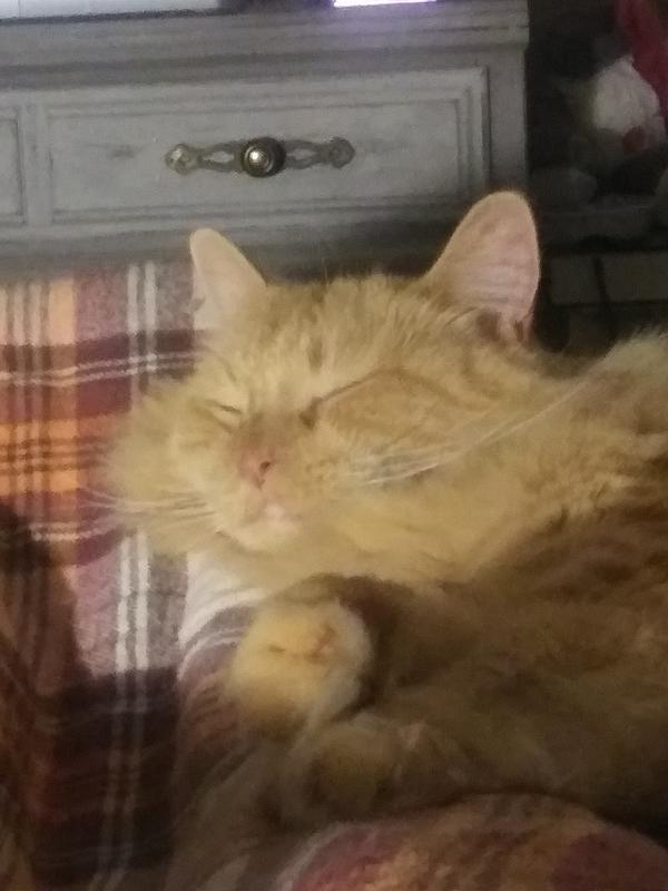 Happy cat