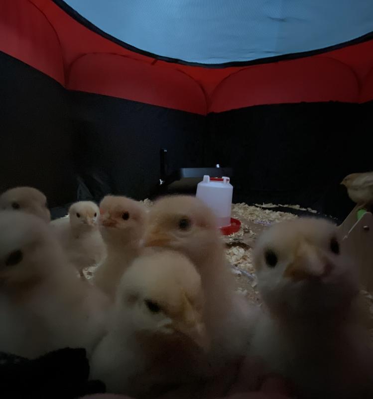 healthy and alert chicks