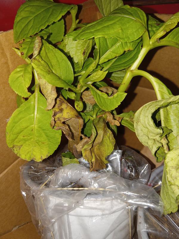 1 Totally DOA, other on life support.