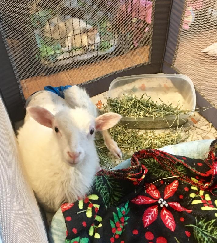 Jack is full after his bottle and Dumor Timothy hay!