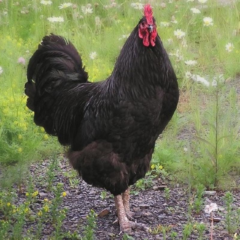 Our Jersey Giant feather colors are great.