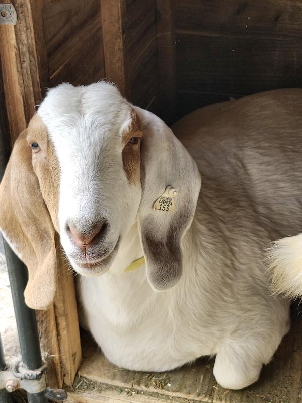 The girls eating & posing