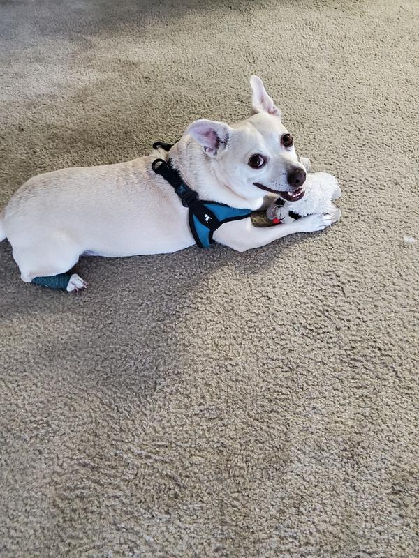 Radar and friend (tiny boo-boo on rear foot)