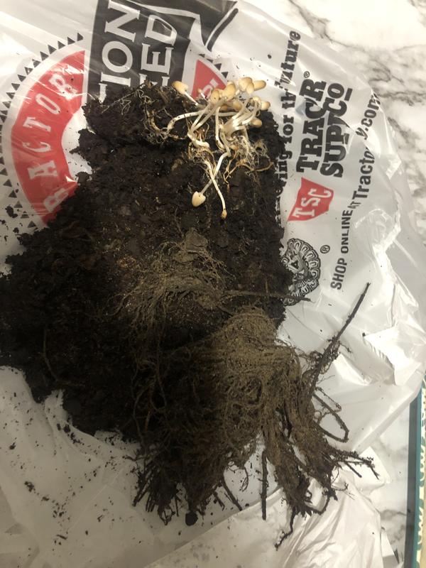 Mushrooms but no strawberries