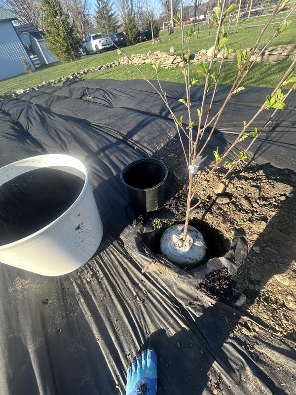 Tractor supply Montmorency cherry tree