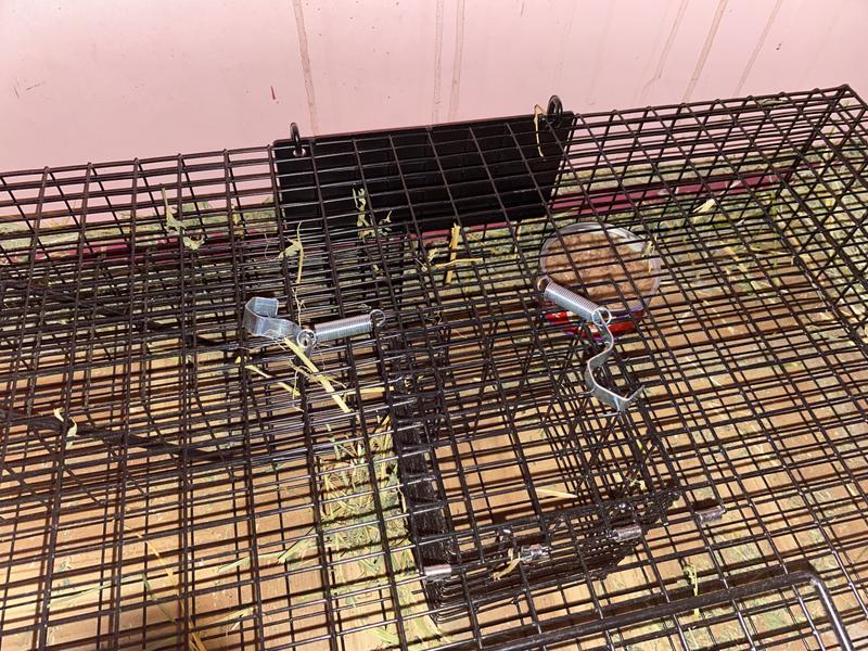 Followed all suggestions. Problem is they know how to open the swinging trap door.