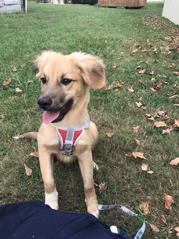 My German shepherd Cowgirl