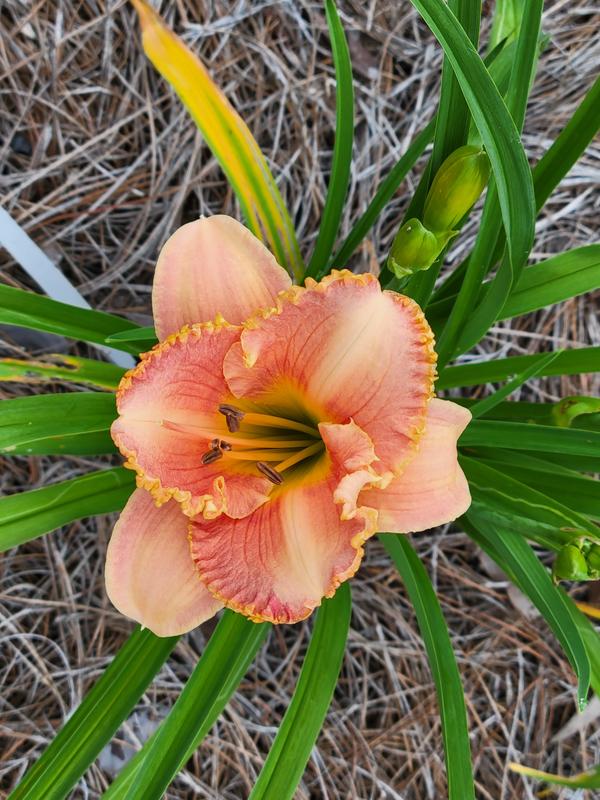Daylilies
