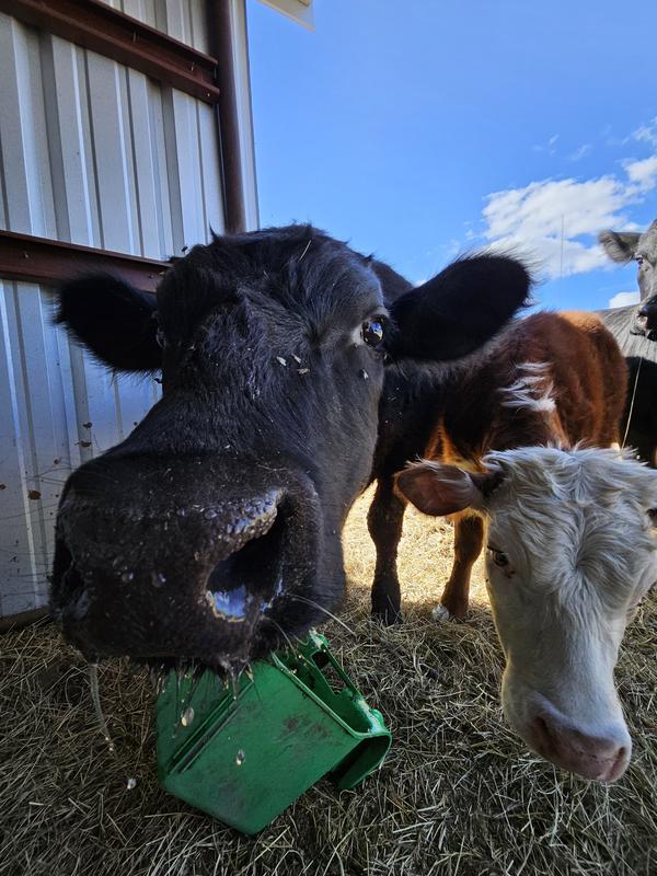 Happy cows