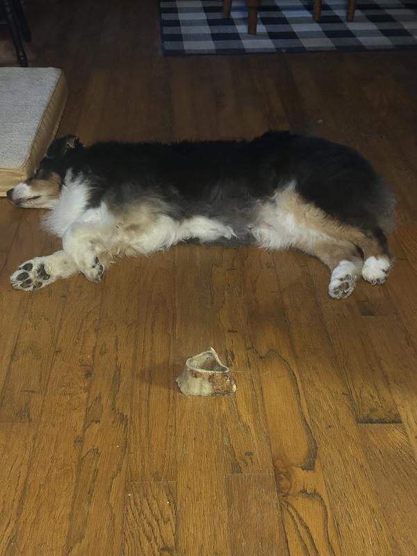 Betty tired after a good chew!