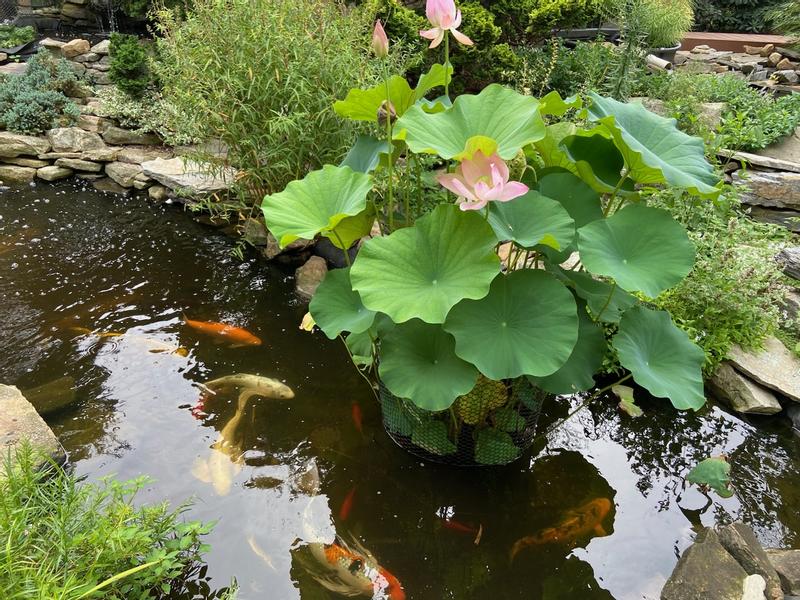 Happy Koi