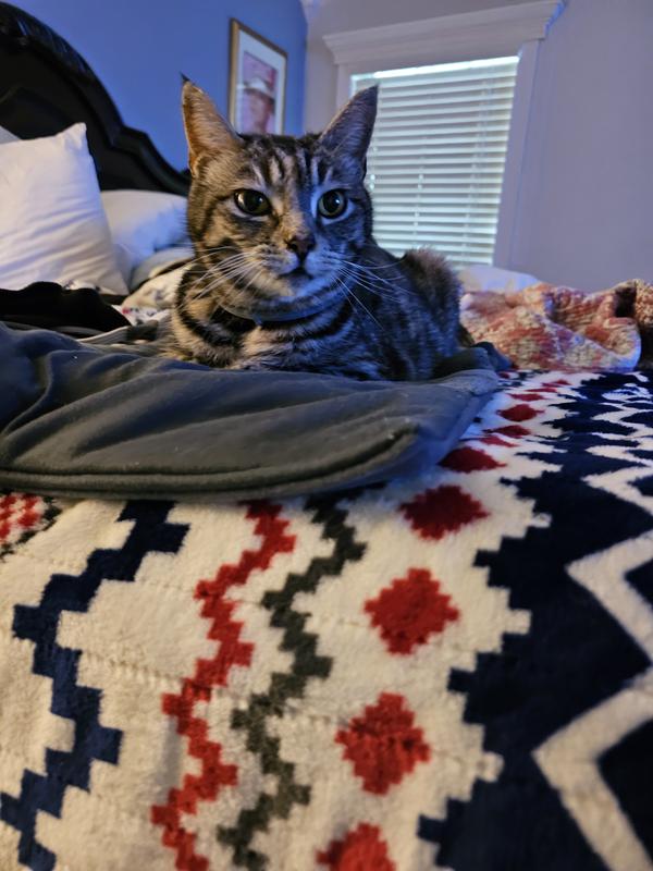 She's taken over the heated blanket and kick me off the heating pad