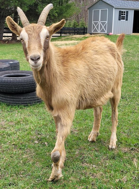 Ibex!