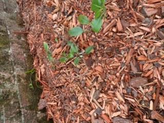 This is all 3 bushes I planted together!