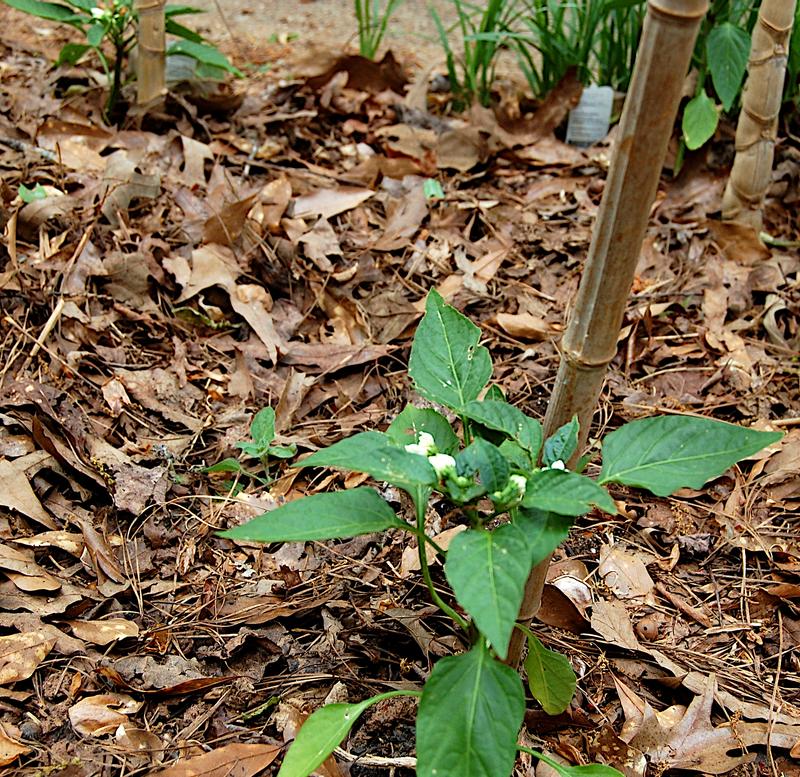 Mexibell Pepper Plants Flowering on April 19, 2026