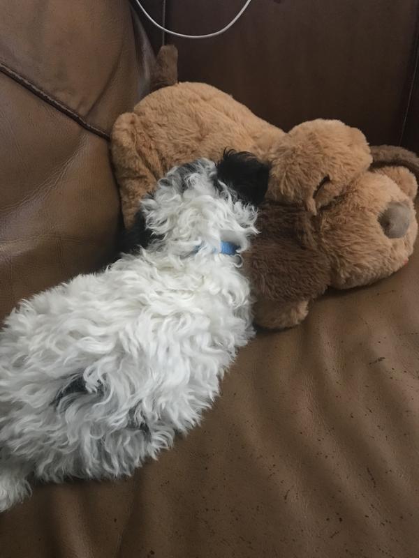Gino and his snuggle puppy
