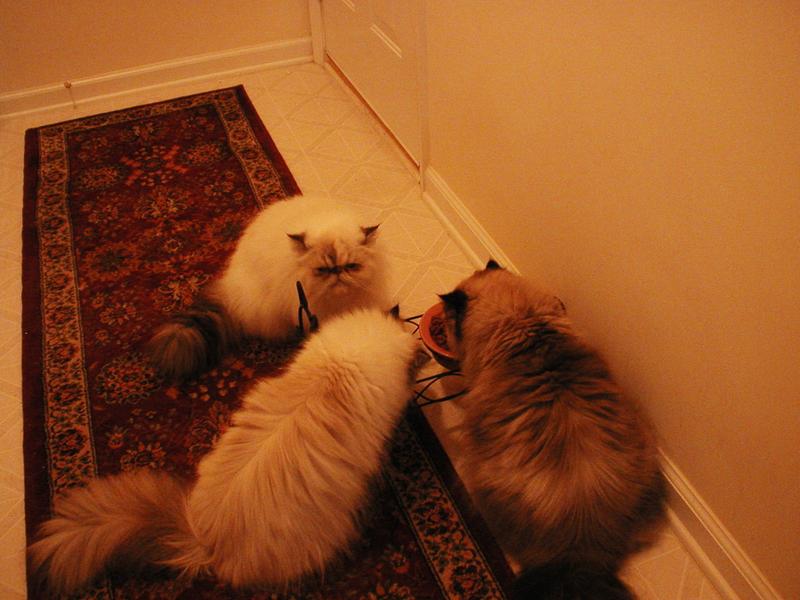 3 Persians